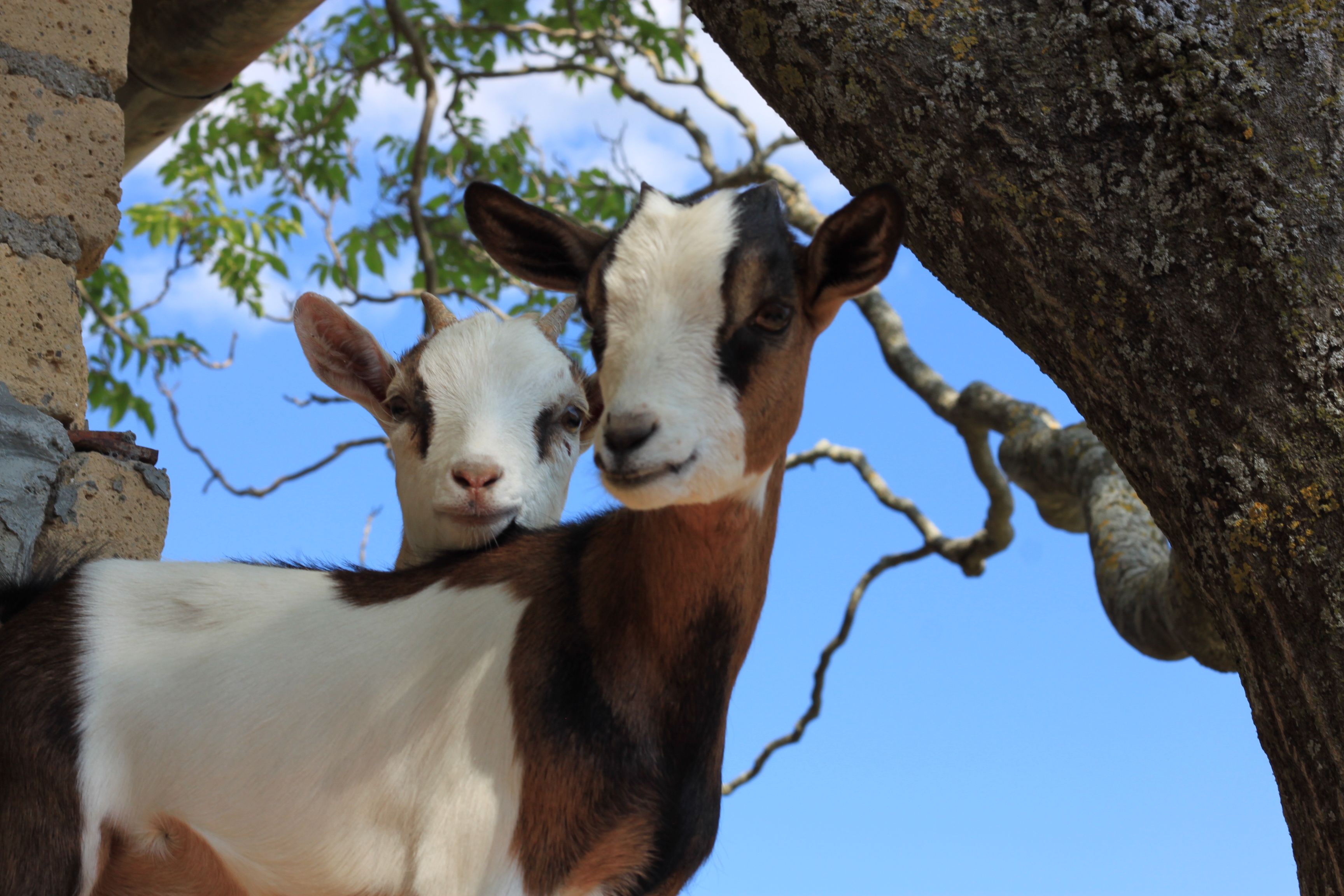 countryside wedding in Tuscany